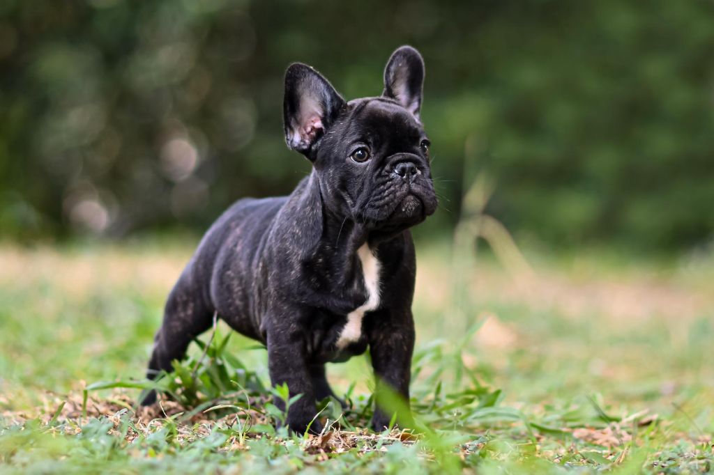 Terroir De Lavande - Chiots disponibles - Bouledogue français