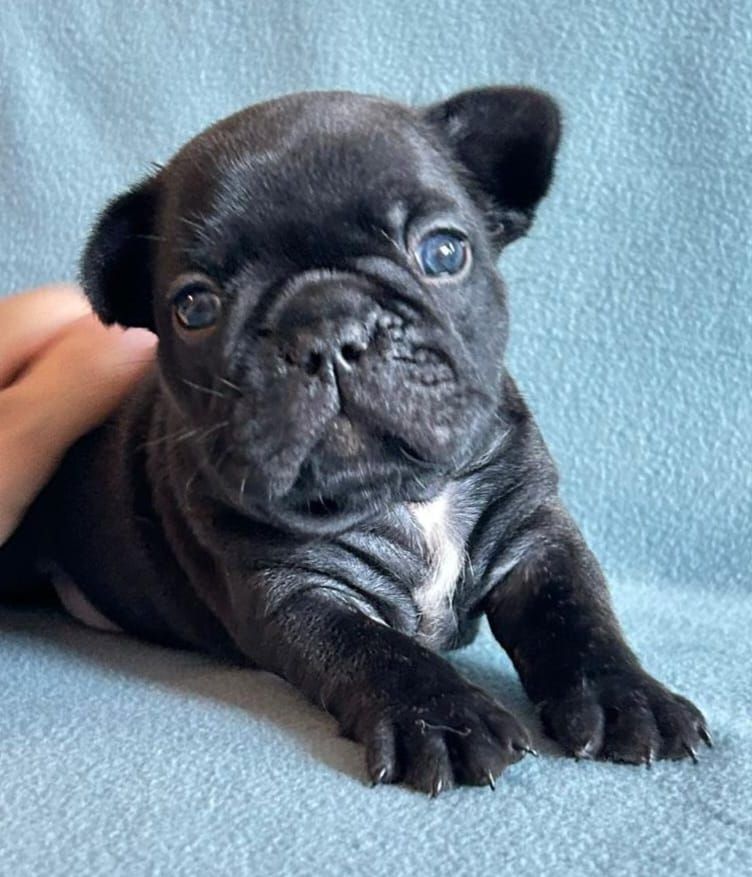 Terroir De Lavande - Chiots disponibles - Bouledogue français