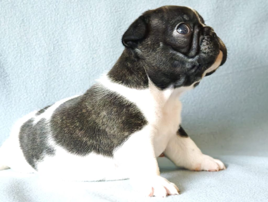 Terroir De Lavande - Chiots disponibles - Bouledogue français